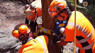 ATI Japanese Arborists Preserving Ancient Giant Sequoia Trees [upl. by Ggerk]