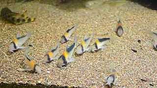 Corydoras adolfoi [upl. by Downall359]