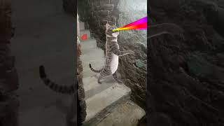 Cat 🐈 funny dance  Nach party chhori Tora rifle ki naukari cat 🐈 funny video dance 🤣 viral shorts [upl. by Nnylyar764]