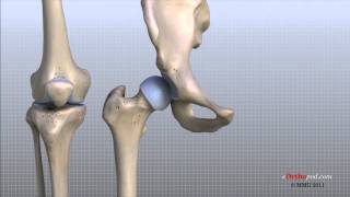 Knee Anatomy Animated Tutorial [upl. by Tnarg]