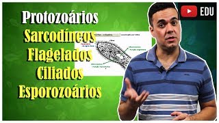 Protozoários 2 Sarcodíneos Flagelados Ciliados e Esporozoários [upl. by Allecsirp533]