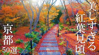 【京都紅葉50選】絶景に出会える解説付き 見頃 混雑 回り方 穴場 見どころ 旅行 観光  The Autumn Leaves spots of Kyoto [upl. by Atsugua]