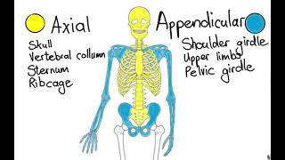 Grade 10 Axial vs appendicular skeleton [upl. by Merell]