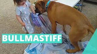 Bullmastiff 6 Months Old 88lbs Plays With Toddler [upl. by Kirtley]