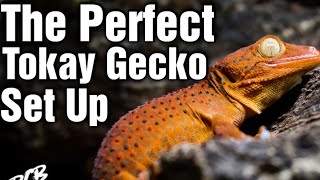 How To Make The PERFECT Tokay Gecko Enclosure In 5 Easy Steps [upl. by Editha]