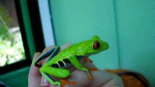 Red Eyed Tree Frog  SO CUTE [upl. by Benioff963]