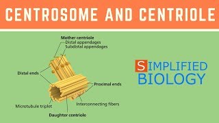 CENTROSOME AND CENTRIOLE for NEET AIIMS MCAT AIPMT JIPMER PREMED [upl. by Ttegdirb28]