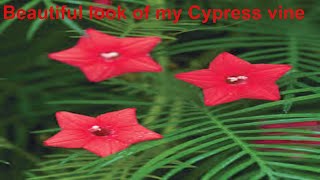 Cypress vine  or humming bird 🐦🐦🐦 beautiful flowers plant which attract the hummingbird [upl. by Ehrlich]