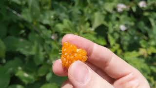 Tasting a salmonberry [upl. by Clo]