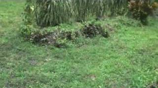 Giant  grave in Kakara Malaita Solomon Islands [upl. by Lavelle]