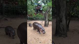 The hippo is so hungry haha babyhippo animals hippo capybara babyanimal shorts [upl. by Bois]