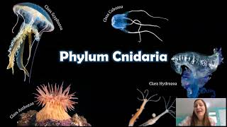 Phylum Cnidaria The Things that Sting [upl. by Creighton]