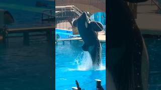 seaworld orlando orca encounter show shorts travel tourism seaworld florida orlando [upl. by Peti]