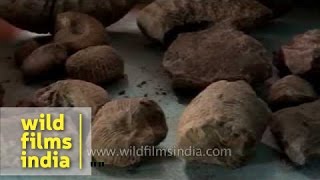 Fossils in India  Jurassic Echinoids and Brachiopods [upl. by Maddalena]