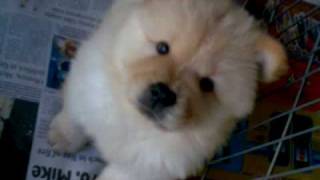 Chow chows puppies pa lang P [upl. by Ranson767]