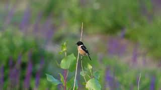 东亚石䳭 Amur Stonechat [upl. by Anitsyrc]