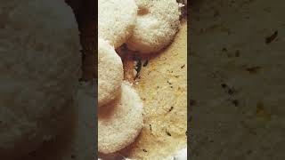 Idli today special tiffin fds [upl. by Verge]