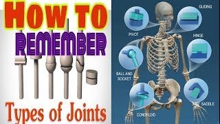 Joint anatomy  what is joints  types of joint  joint classification  joints in hindi [upl. by Ahseinek868]