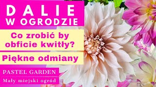 Dalie w ogrodzie 🌸 Co zrobić by obficie kwitły Piękne odmiany ogród dalie [upl. by Merideth444]