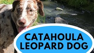 Catahoula Leopard Dog  All You Need to Know [upl. by Assiron]