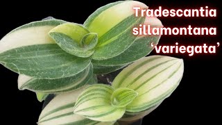 Tradescantia sillamontana VARIEGATED [upl. by Anitsim]