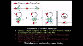 Immunology BCR antibody genetic diversity mechanisms [upl. by Boles]