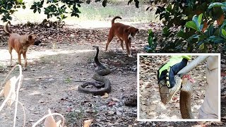 Brave Dogs Fight Off HUGE King Cobra beastplanetchannel [upl. by Ydissahc]