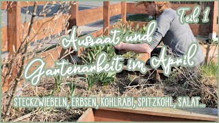 Freiland Aussaat und Gartenarbeit im April 🌞🌱 Steckzwiebeln Erbsen Kresse Salat Kohlrabi [upl. by Sukcirdor902]