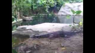 In Tropenhaus bei den Sunda  Gavial im Zoo Leipzig am Sa den 7072012 [upl. by Madson]