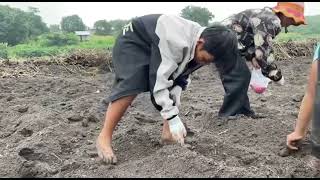 Planting corn and many other crops on the plantation with Fresh Landscape A Village Tradition [upl. by Isaac578]