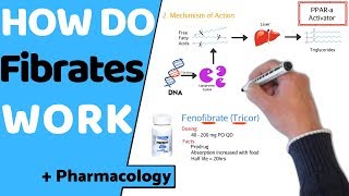 How do Fibrates Work  Pharmacology [upl. by Irved]