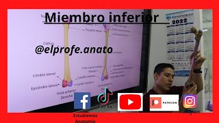 Miembro inferior  región glútea medicina anatomia elprofedeanato estudiantes 2023 miembro [upl. by Adniroc802]