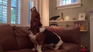 basset hound howling [upl. by Sigismund]