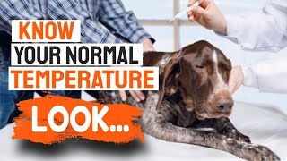 🐶🌡WHAT Is Your Dog Normal TEMPERATURE [upl. by Standley]