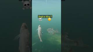 Dead or Alive Baitfish  Pike react pike fishing underwater [upl. by Noret]