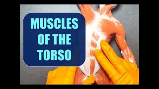 Muscle Origins Insertions and Actions of the Torso [upl. by Parcel]