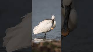 Spoonbill in Slowmotion [upl. by Watkins629]