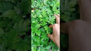 propagation of chrysanthemum in monsoon season shorts [upl. by Eahsel]