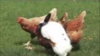 RABBIT VS CHICKEN [upl. by Cramer]