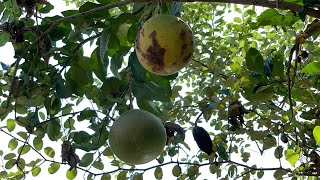 How To Grow Pomelo Tree at Home  Growing Pomelo Fruit Tree  Daily Life and Nature [upl. by Clapper131]