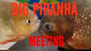 PIRANHA MEETING FIGHTING FINDING TEETH PETTING it all happens [upl. by Nitsrek]