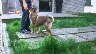 Shikoku Ken Kikumichan 042014 O Chanur Kennel [upl. by Tiffa763]