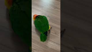 Cute pet funny videofunnyvideo peekaboo birds [upl. by Yentrac]