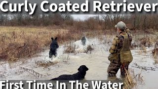 Curly Coated Retriever  First Time Swimming and Hiking On The Farm [upl. by Trix122]