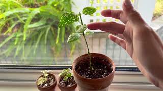 Pink Polka Dot Plant Hypoestes Leggy Cutting [upl. by Peskoff358]