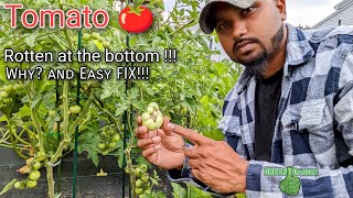 Why tomatoes rotting at the bottom  Fix this FAST amp EASY  tomato garden [upl. by Myrna]