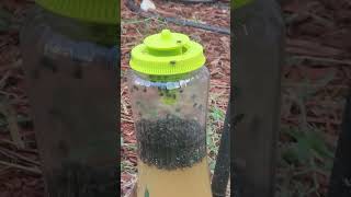 FLY TRAP AFTER 2DAYS [upl. by Trembly347]