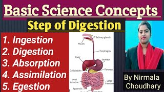 Step of Digestion  Ingestion Digestion  Absorption Assimilation  Egestion हिंदी में [upl. by Lamak]