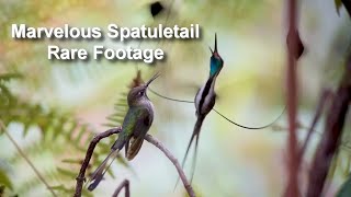 Rare Hummingbird Footage Marvelous Spatuletail Mating Dance [upl. by Euqinoj]