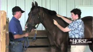 How to Take Your Horses Vital Signs [upl. by Marvin509]